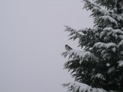 Ghost Ridge-Twin Lakes 030 